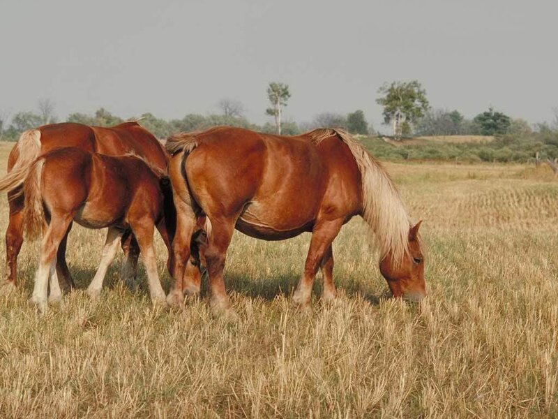 Three Horses Grazing — Brown