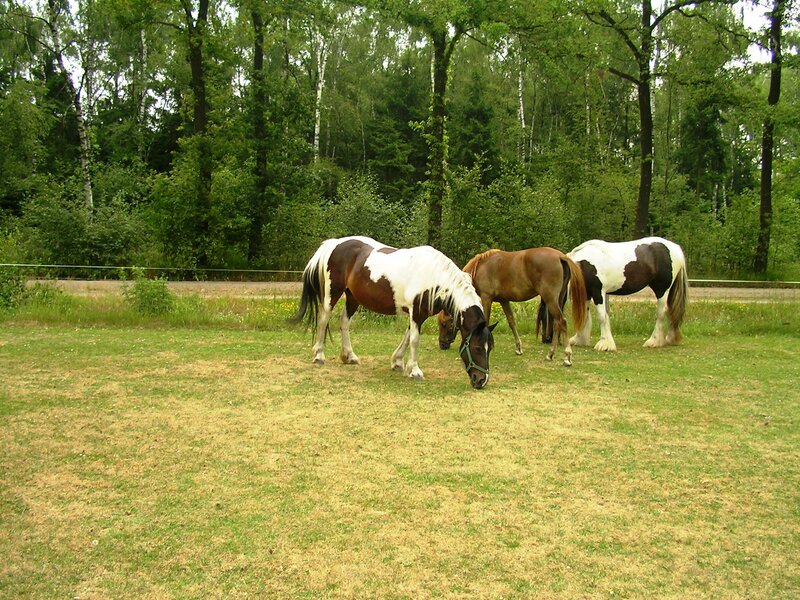 Three Horses Grazing — Green, Calm, Afternoon