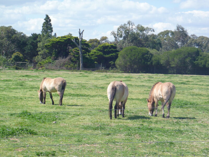 Three Horses Grazing — Green, Calm