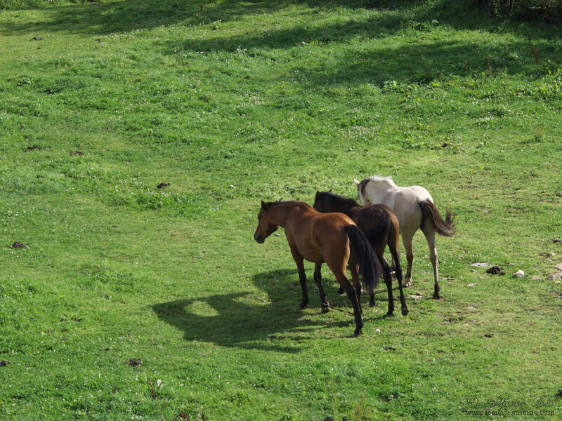 Three Horses Grazing — Green, Serene, Afternoon, Photograph, Grass Field