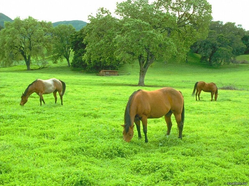 Three Horses Grazing — Green, Serene, Afternoon