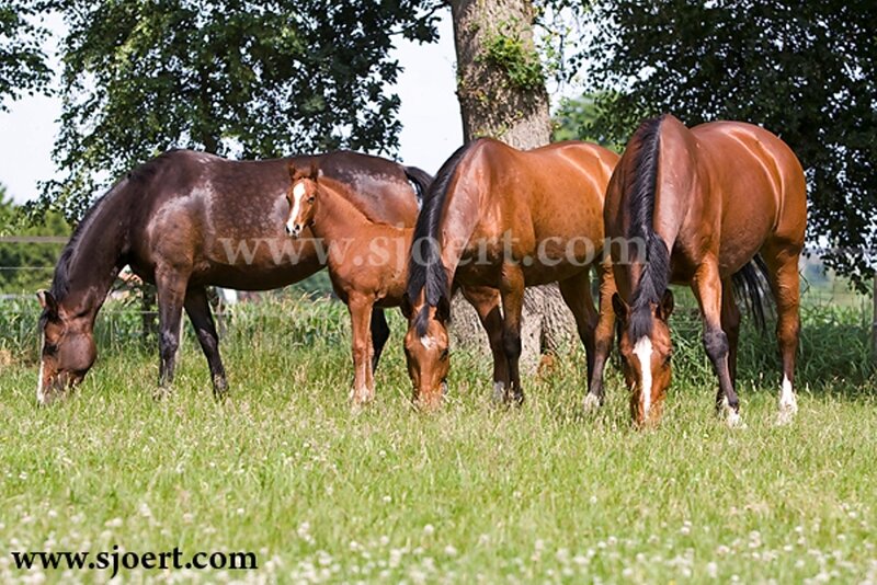 Three Horses Grazing — Green, Serene