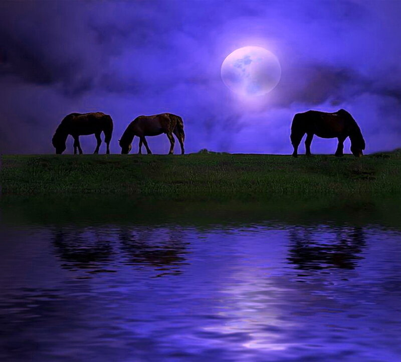 Three Horses Grazing