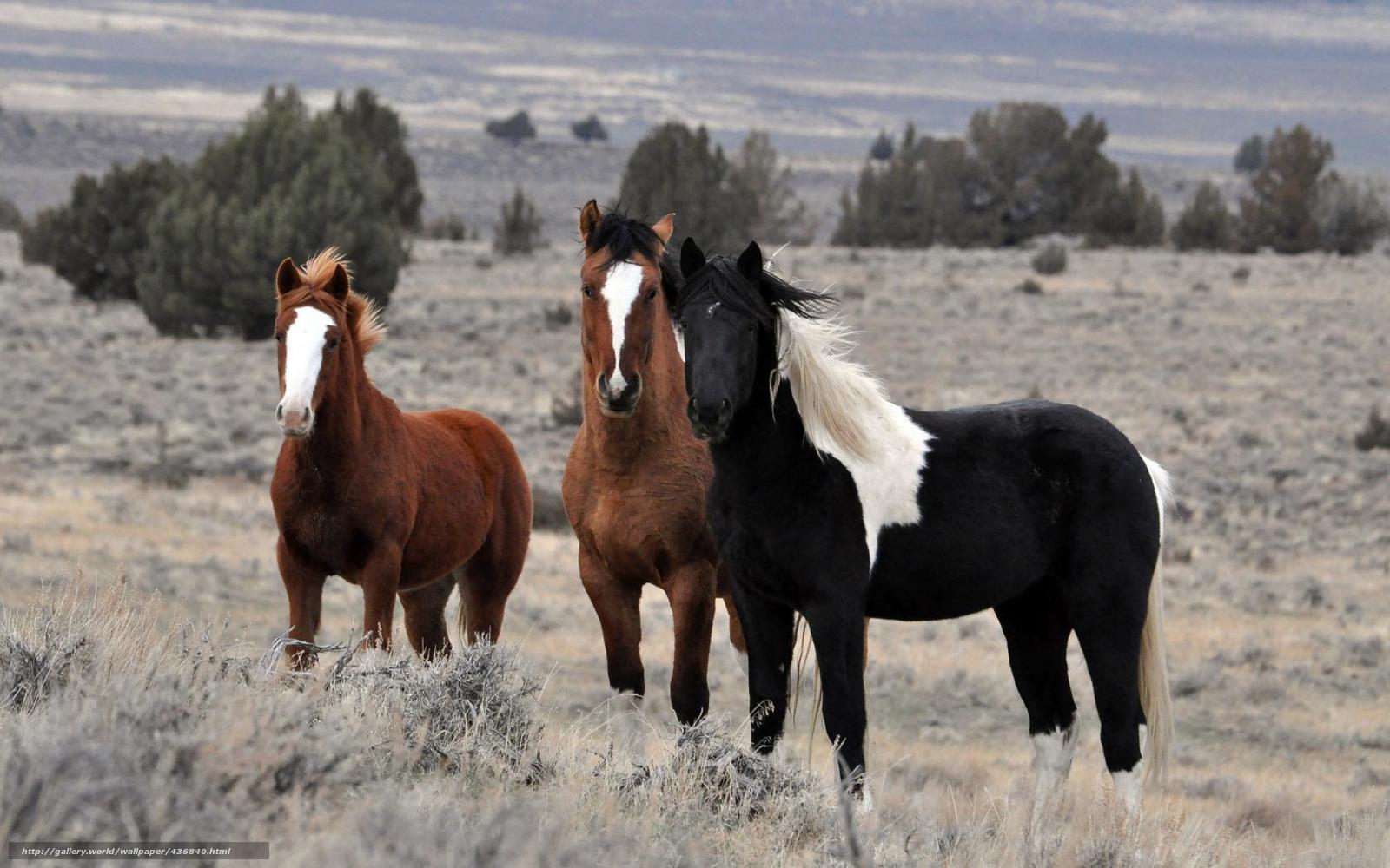 three horses in a field