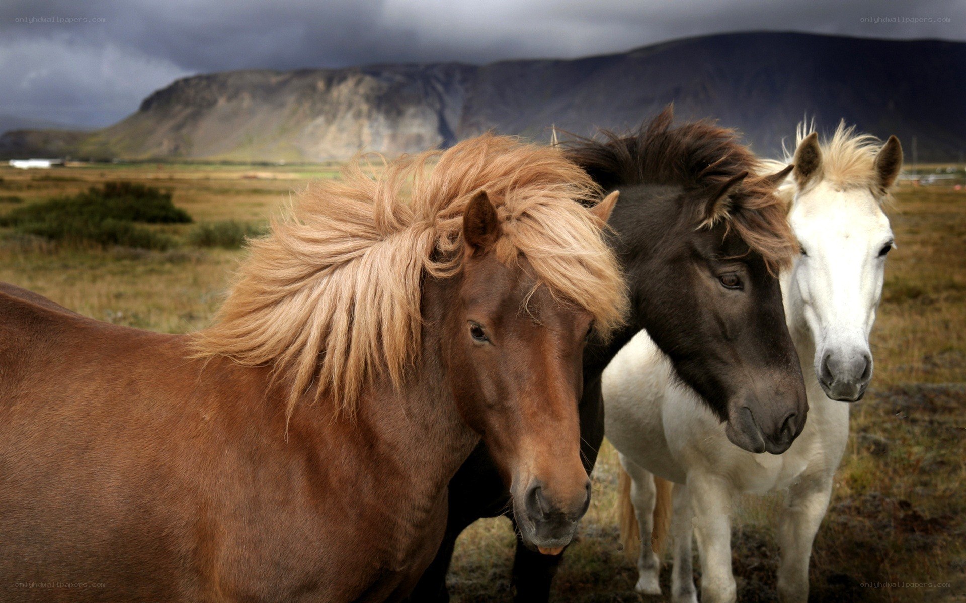 Three horses in a field