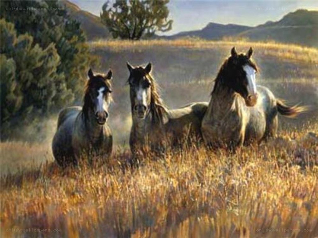 Three horses in a field