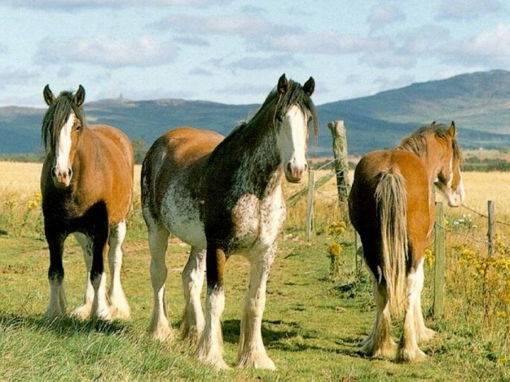 Three horses in a field