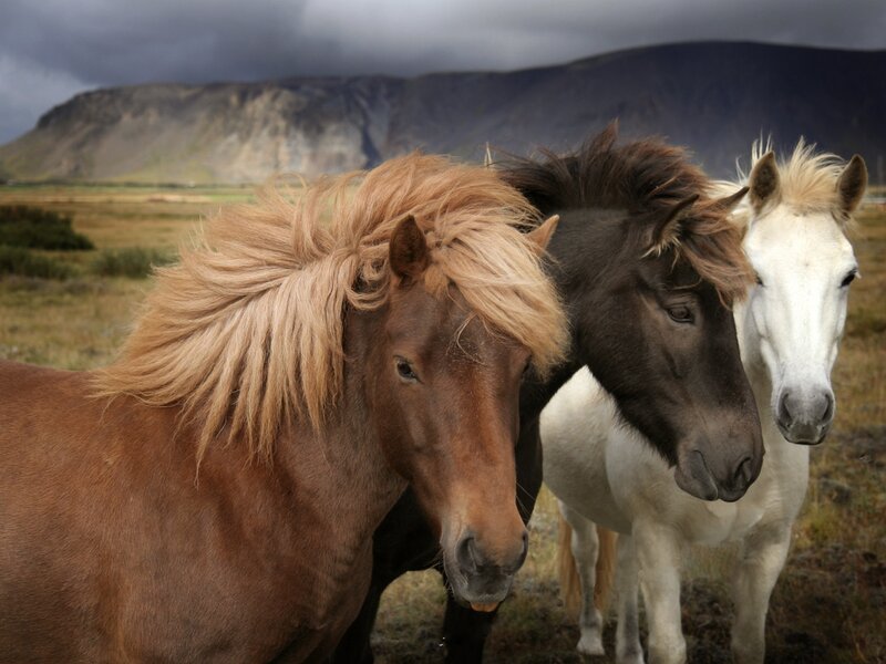 Three horses in a field