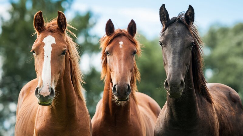 Three Horses in a Row — Brown, Calm