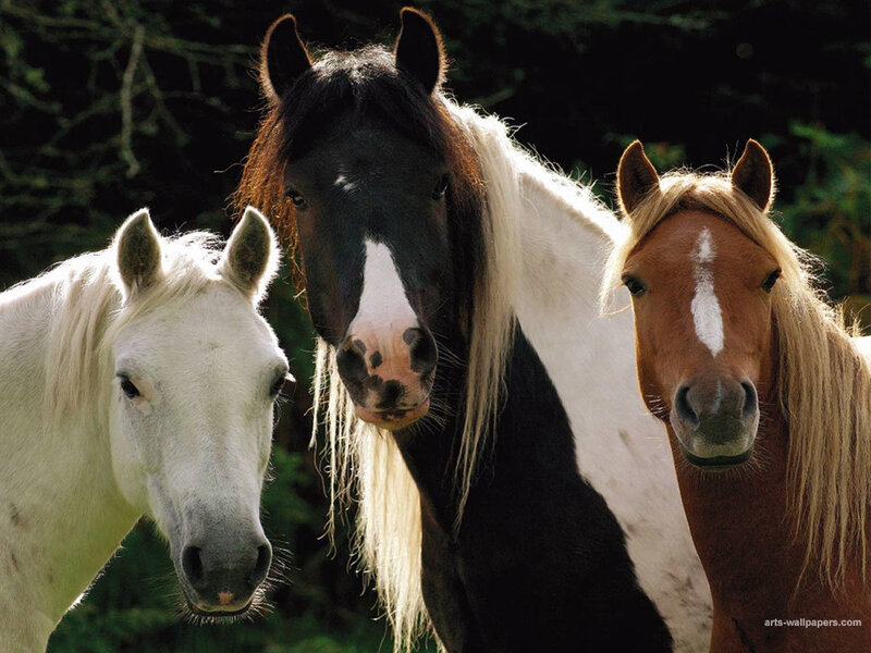 Three Horses in a Row — Brown