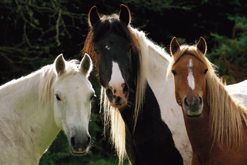 Three Horses in a Row — White