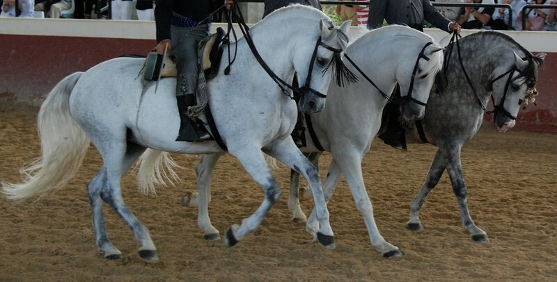 Three Horses in Arena