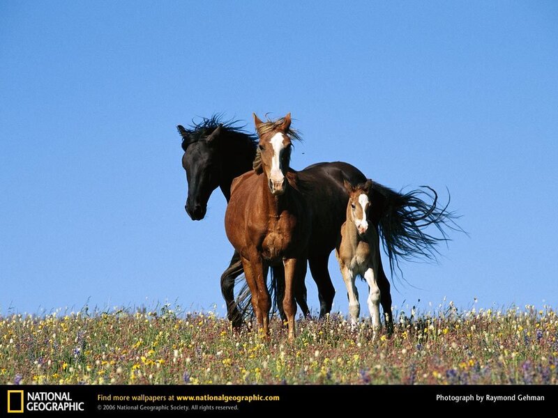 Three Horses in Field — Blue