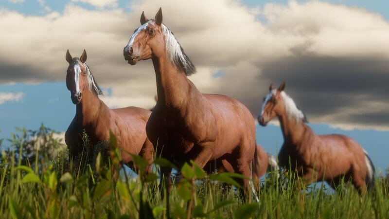 Three Horses in Field — Brown, Dramatic, Afternoon
