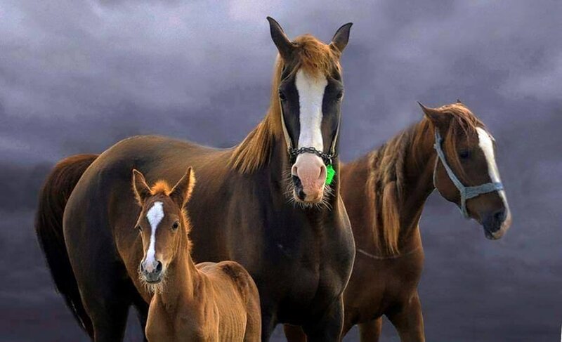 Three Horses in Field — Brown, Dramatic, Photograph, Foal