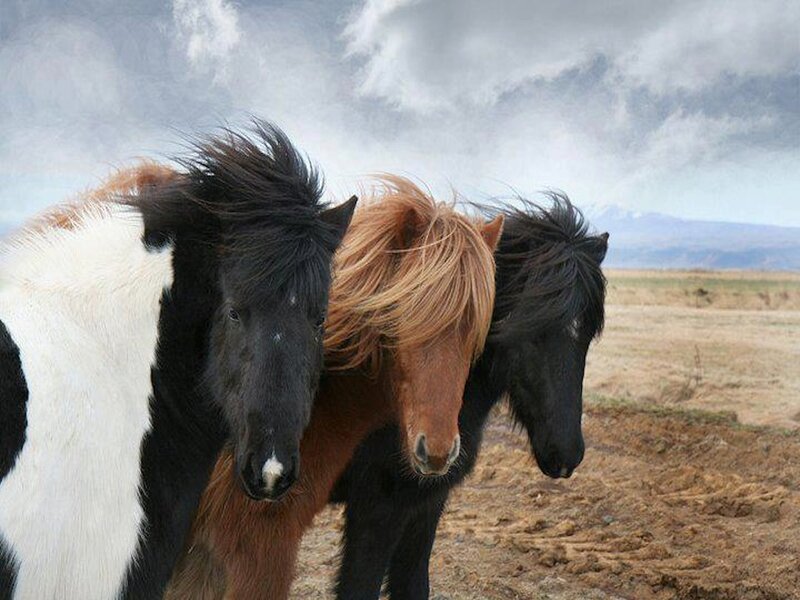 Three Horses in Field — Brown, Dramatic, Photograph