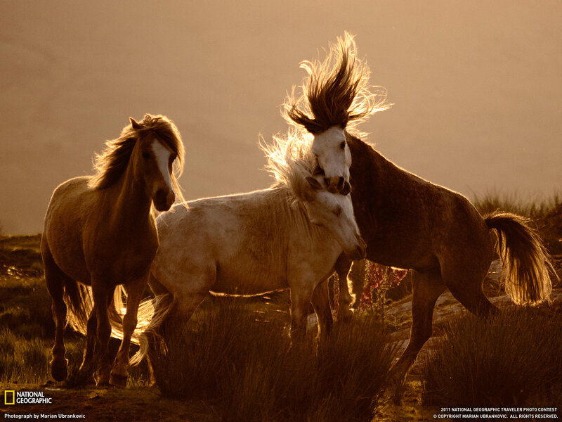 Three Horses in Field — Brown, Dramatic, Sunset