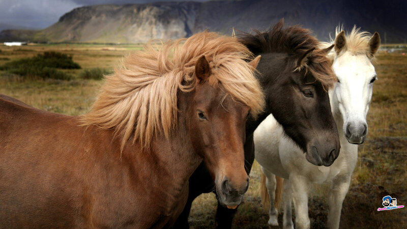 Three Horses in Field — Brown, Serene