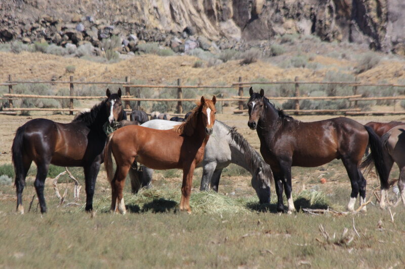 Three Horses in Field — Brown