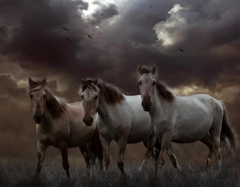 Three Horses in Field — Gray