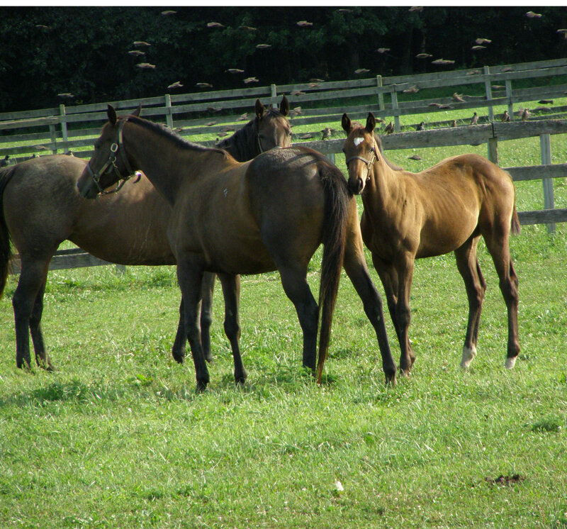 Three Horses in Field — Green, Calm, Afternoon