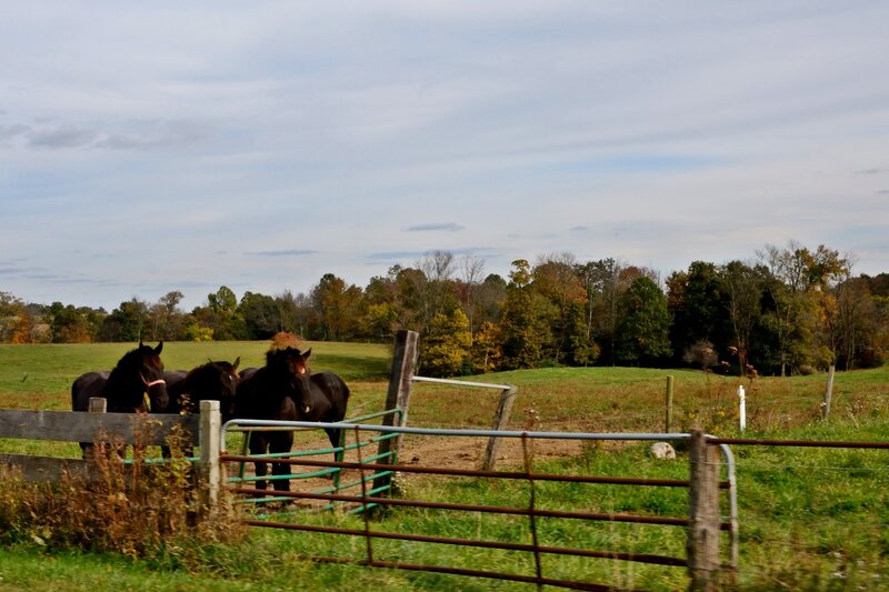 Three Horses in Field — Green, Calm, Autumn