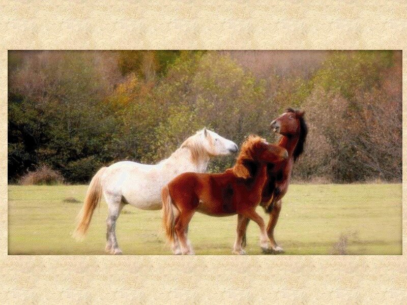 Three Horses in Field — Green, Calm