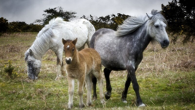 Three Horses in Field — Green, Dramatic, Photograph