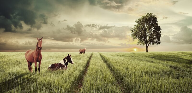 Three Horses in Field — Green, Dramatic, Sunset