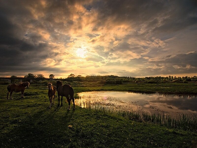 Three Horses in Field — Green, Dramatic