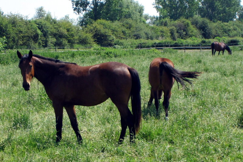 Three Horses in Field — Green, Serene, Afternoon, Photograph, Grass