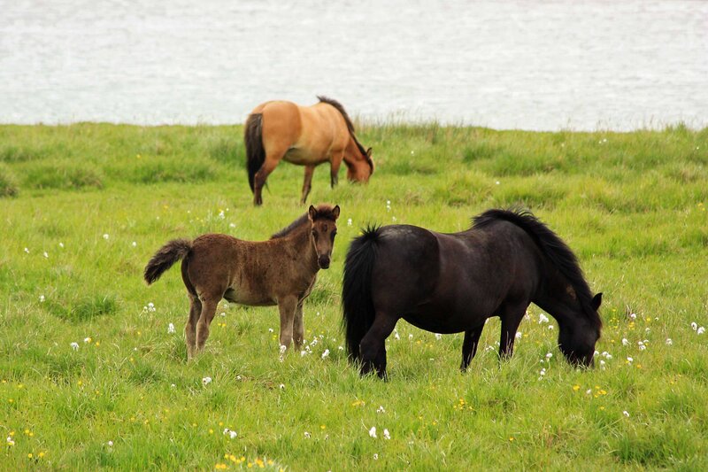 Three Horses in Field — Green, Serene, Afternoon, Photograph, Grass, Water