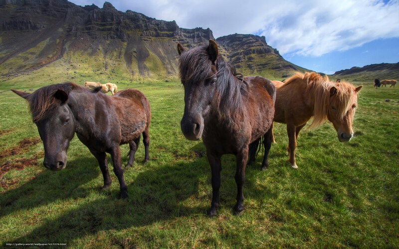 Three Horses in Field — Green, Serene, Afternoon, Photograph, Mountain, Grass