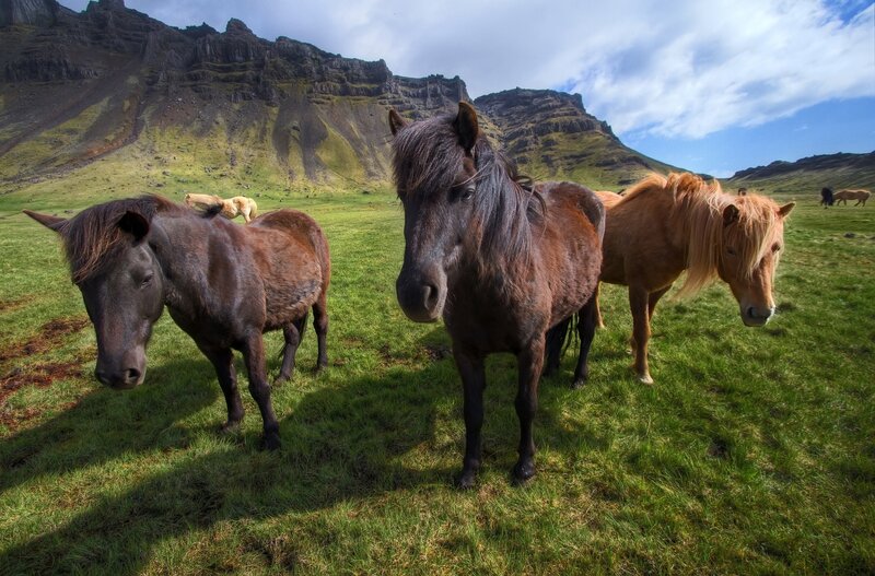 Three Horses in Field — Green, Serene, Afternoon, Photograph, Mountain