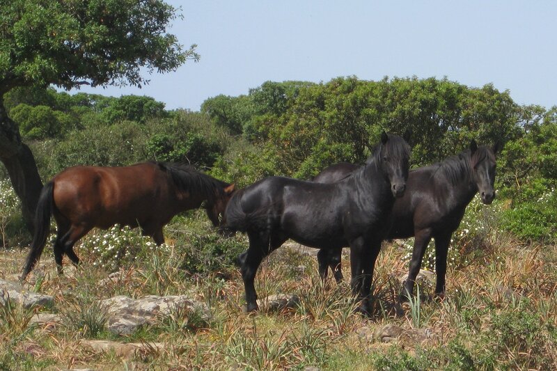 Three Horses in Field — Green, Serene, Afternoon, Photograph, Trees