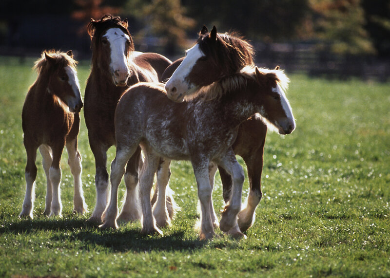Three Horses in Field — Green, Serene, Afternoon