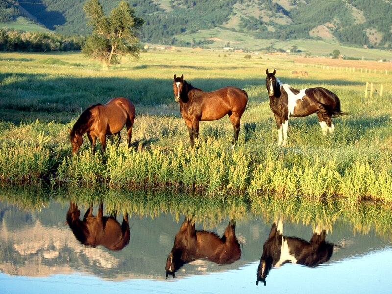 Three Horses in Field — Green, Serene, Morning