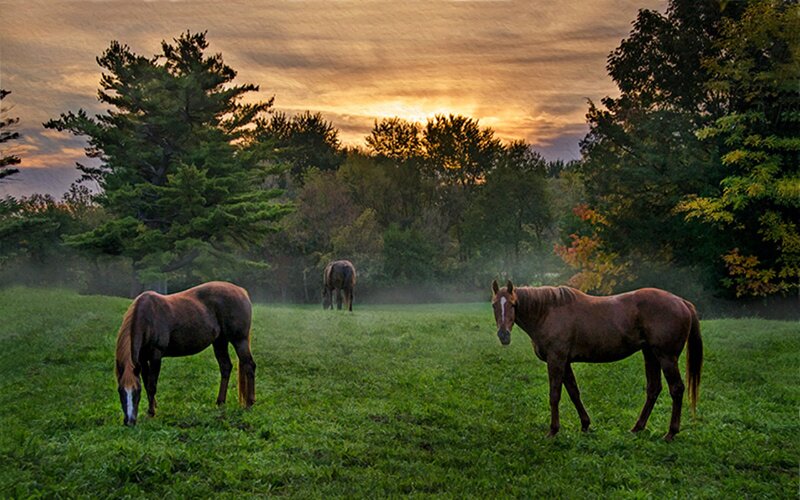 Three Horses in Field — Green, Serene, Sunset