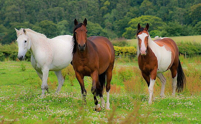 Three Horses in Field — Green, Serene