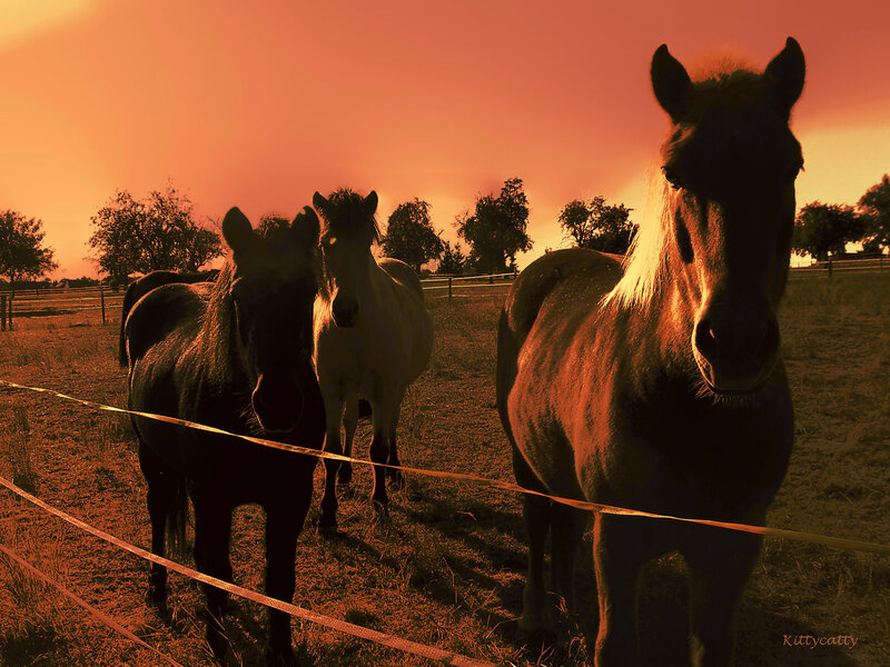 Three Horses in Field — Orange