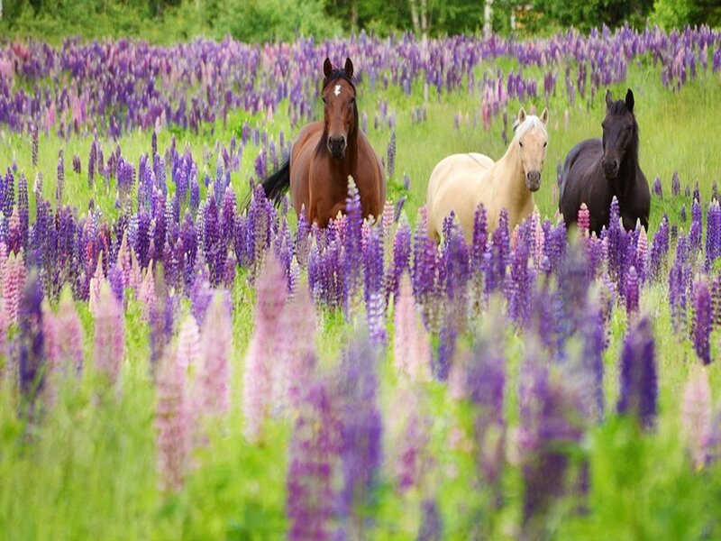 Three Horses in Field — Purple