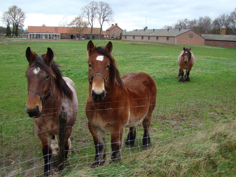 Three Horses in Field