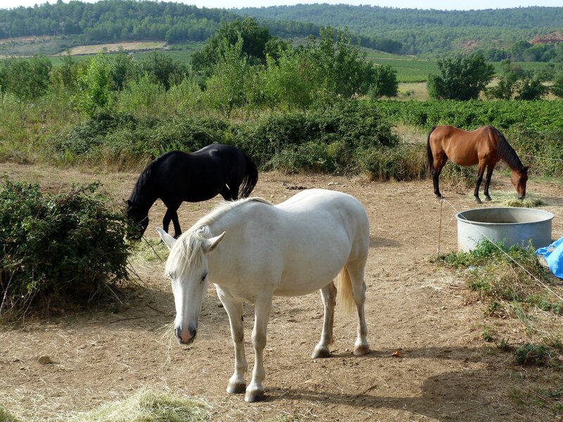 Three Horses in Field — White