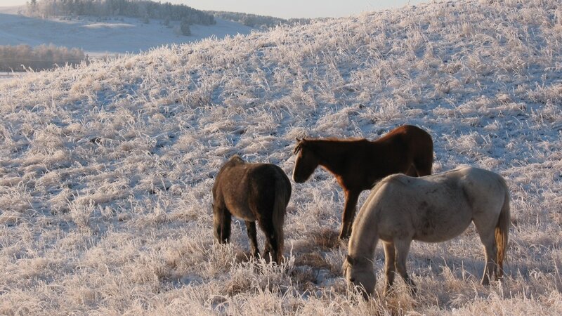 Three Horses in Frost — White