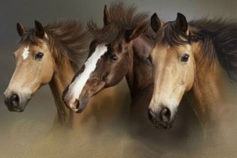 three horses in motion
