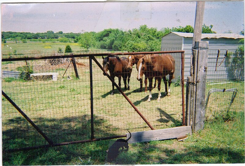 Three Horses in Pasture — Green