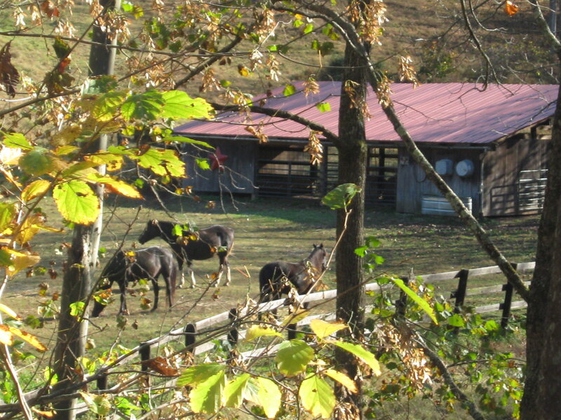 Three Horses in Pasture