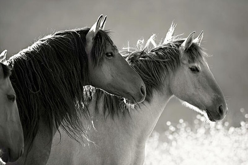 Three Horses in Profile — Black