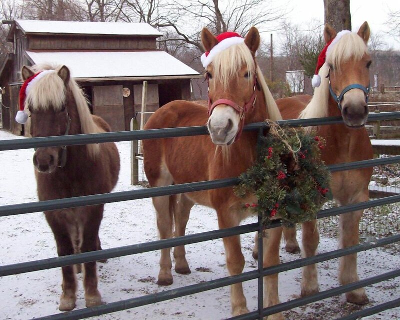 Three Horses in Santa Hats