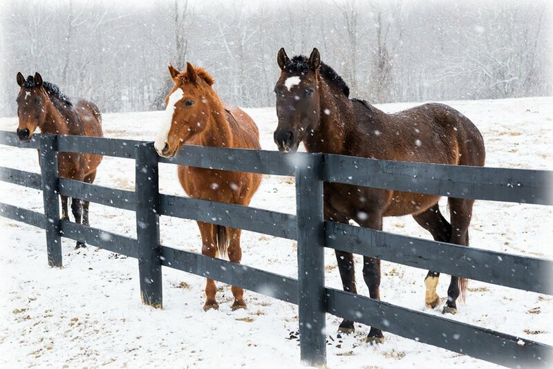 Three Horses in Snow — Brown, Calm